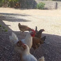 مرغ و خروس