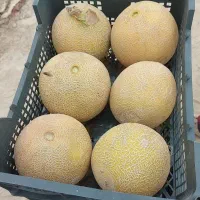 خریدانواع میوه خرما  و انار و ...