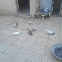 کفتر