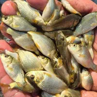 بچه ماهی‌/سیلور