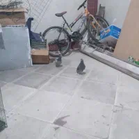 معاوضه کبوتر پلاکی نر با ماده