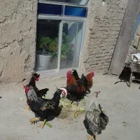 خروس محلی