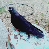 معاوضه با کبوتر نر