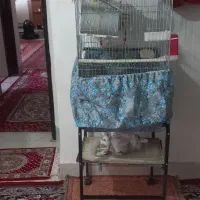 عروس هلندی