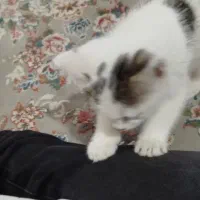 بچه گربه|گربه|چهارباغ, |دیوار