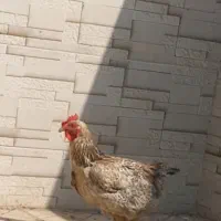 مرغ تخمگذار