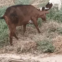 تعدادی بزگمشده