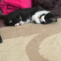 گربه میکس پرشین اسکاتیش تاکسیدو