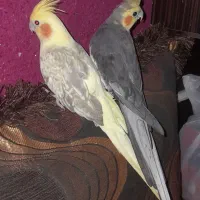 عروس هلندی دستی