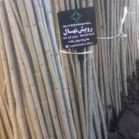 صنوبر نیگرای ترکیه موجود در نهالستان رویش نهال