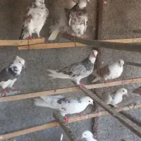 کبوتر هما