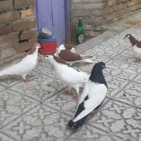 کبوتر رنگه