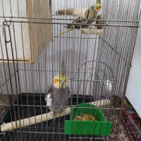 عروس هلندی مولد