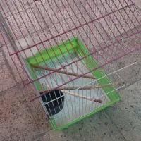 قفس پرنده