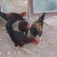 خروس