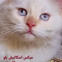 واگذاری فوری به قیمت مناسب