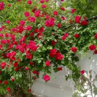 باغبانی سم پاشی گل کاری هرس درخت