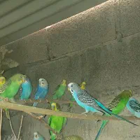 مرغ عشق کاکی
