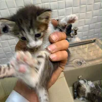 واگذاری ۴ بچه گربه