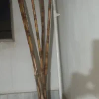 ۷ شاخه بامبو به همراه گلدان شیشه ای