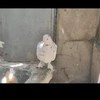 نر پا پر