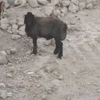 بره نر چاق کمر دار