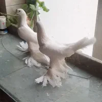کبوتر آغ پارپارلی
