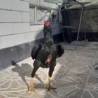 مرغ وخروس لاری