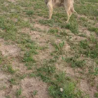یک سگ کانگال و یک سگ سرابی به فروش می رسد