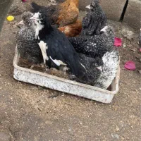 جوجه آمروک اصیل و کشاورزی