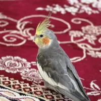 عروس هلندی گمشده