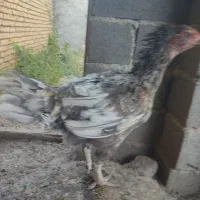 مرغ لاری جوجه مرغ گلین