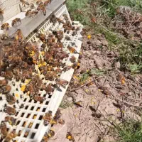 بهترین وطبیعی ترین گرده طبیعی گل