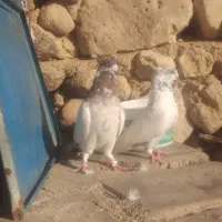 کبوتر گم شده