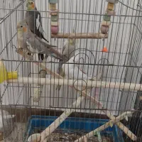 عروس هلندی
