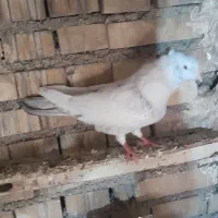 دمبی|پرنده|اهواز, کمپلو شمالی|دیوار
