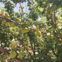 خانه-باغ-با-انواع-درختان-مثمر-و-شناسنامه-دار