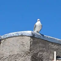 کبوتر  باخت رفته