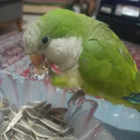 راهب سبز نر