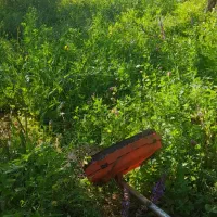 یونجه بسته بندی شده سنتی با دست