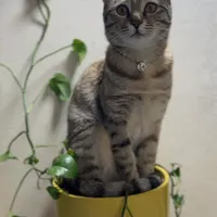 حیوان خانگی