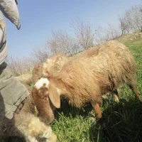 میش هترو|حیوانات مزرعه|اسفراین, |دیوار