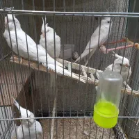 عروس هلندی