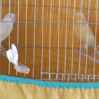 قناری نر و ماده معاوضه با گلدین