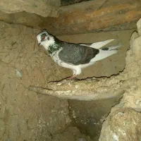 کبوتر