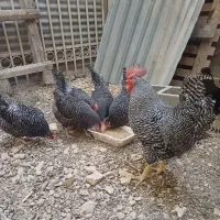 جوجه مرغ