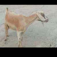 بزه نژدی