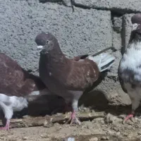 یه لانه کبوتر تهرانی ولوطی