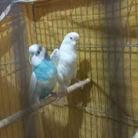 مرغ عشق|پرنده|اصفهان, کوی گلزار|دیوار