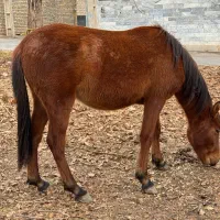 فروش دو راس اسب (مادیون با کره)